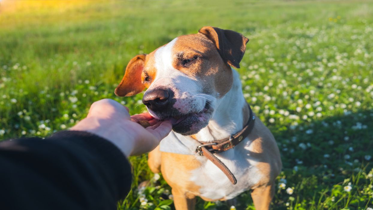 CBD Dog Treats