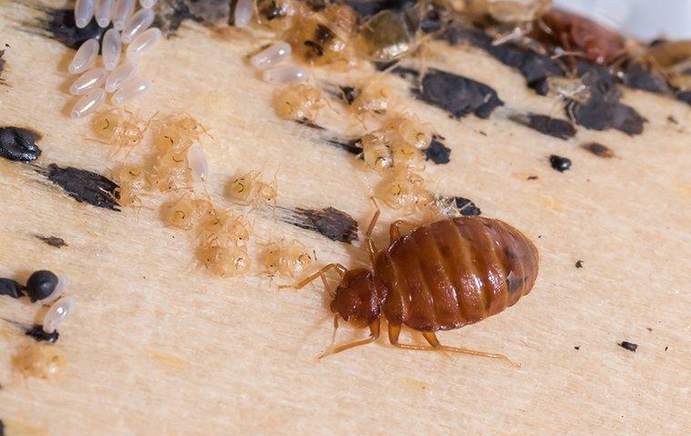 Eliminate Bed Bugs