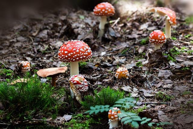 Muscaria Gummies